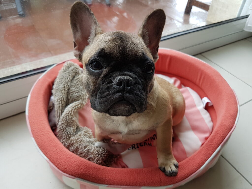 Le premier jour de l'arrivée de notre petite Naïa, bouledogue français fauve