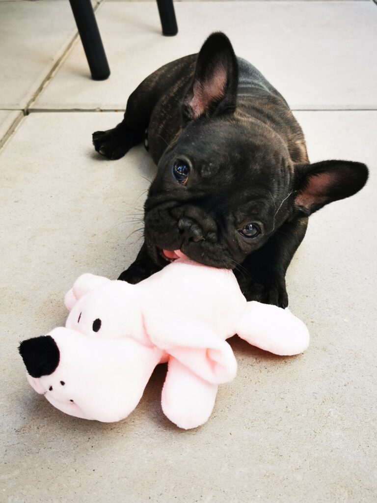 Sheyenne quelques jours après son arrivée à la maison avec son premier doudou.