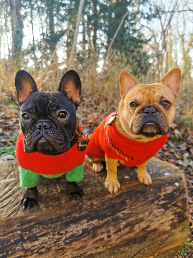 Roméo et Sheyenne avec leurs pulls de Noël