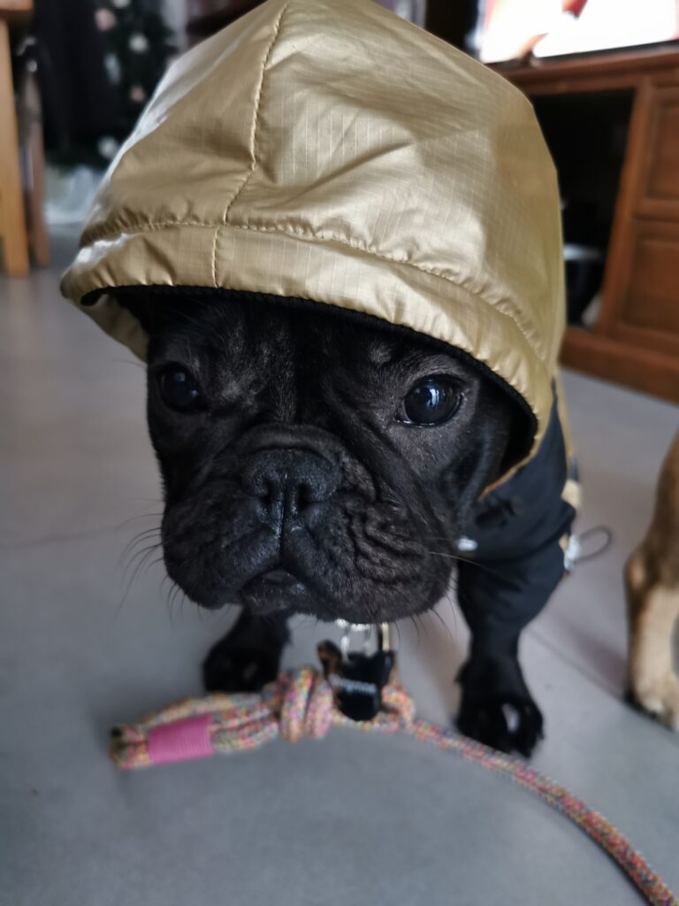 Sheyenne met son imperméable The Dog Face