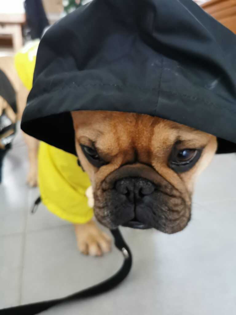 Roméo met son imperméable The Dog Face