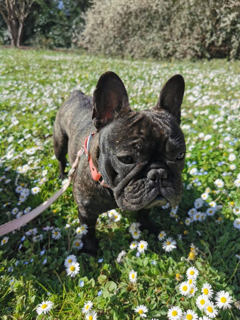 Les pâquerettes